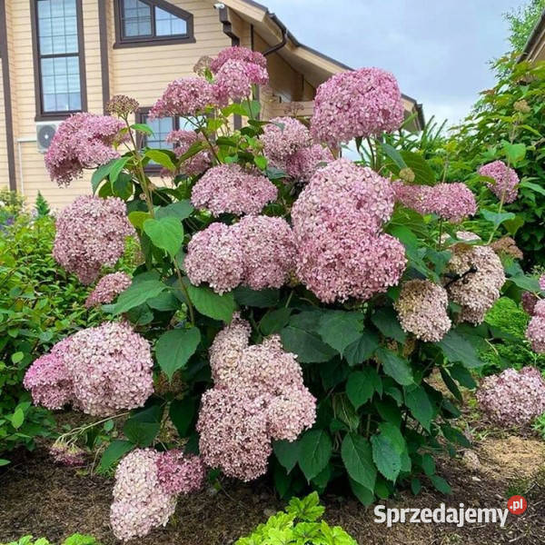 HORTENSJA DRZEWIASTA Candybella Bubblegum kujawsko-pomorskie