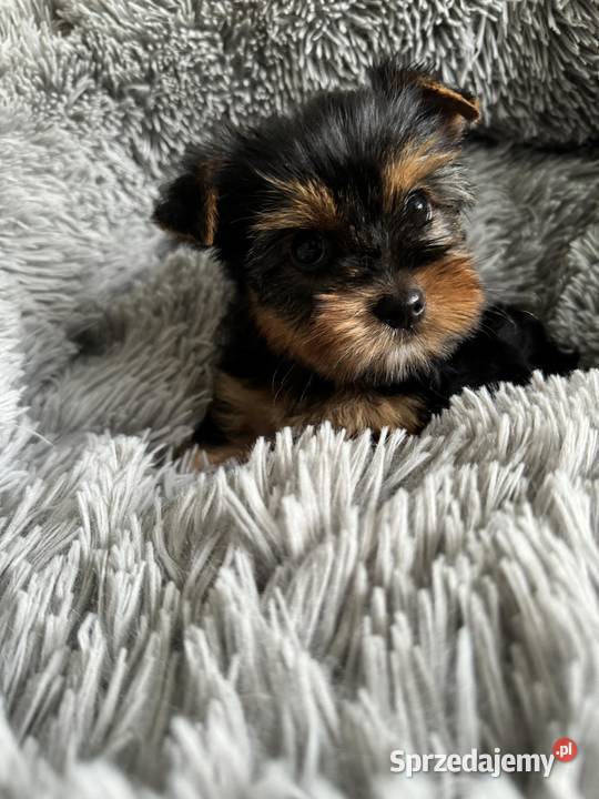Mini Yorkshire Terrier Chłopiec Rodowód Chip śląskie Częstochowa sprzedam