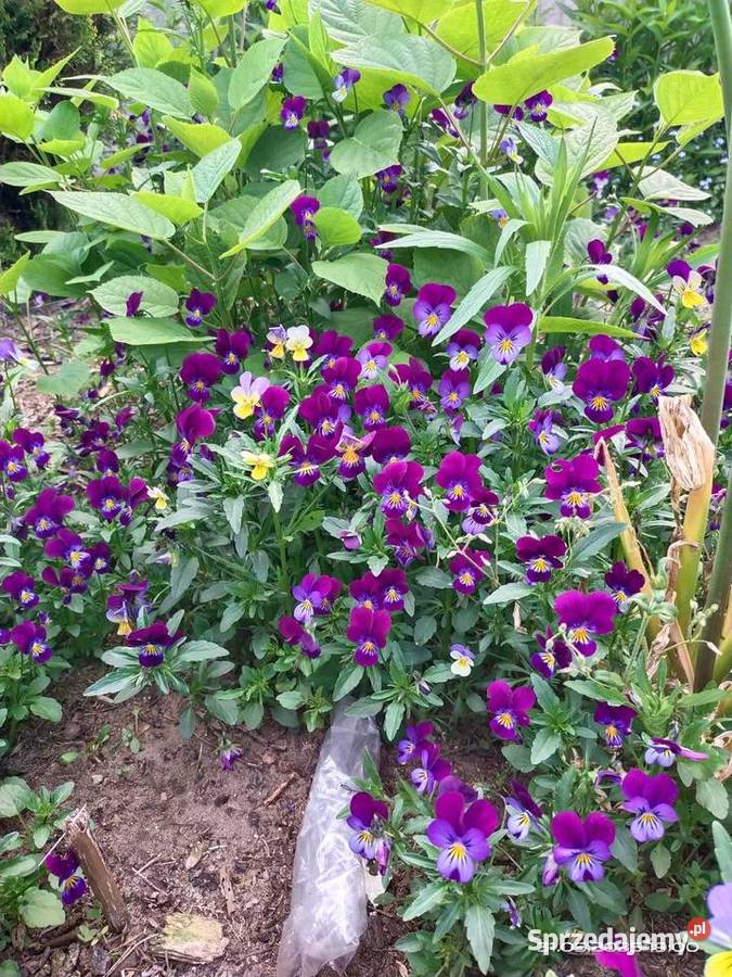 Bratki miniaturki Rabatowe Ogród śląskie Jaworzno