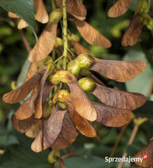 KLON JAWOR Acer pseudoplatanus NASIONA 500 sztuk
