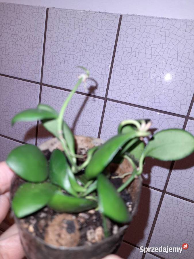 Hoya heuschkeliana ukorzeniona 3 sadzonki hoja mazowieckie