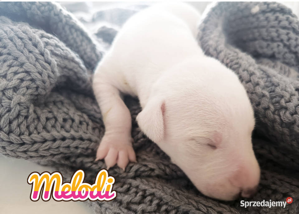 MELODI Whippet na sprzedaż piękne rasowe zdrowe Psy Poznań