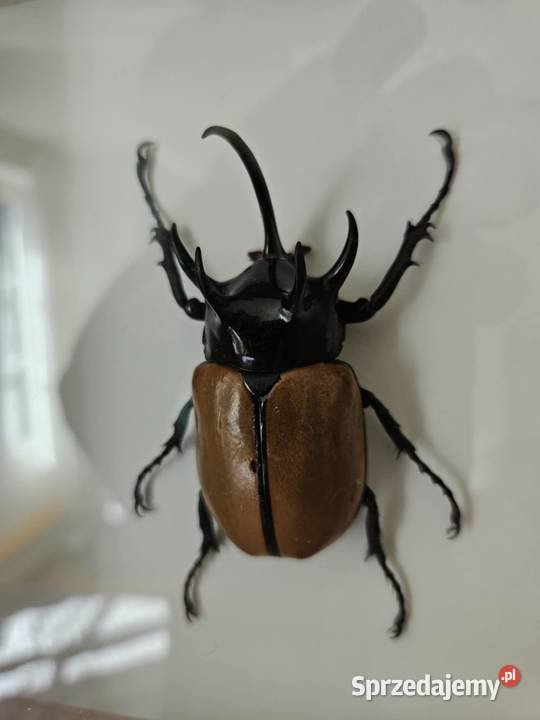 Ozdoby owady w ramkach prawdziwe motyl niebieska warmińsko-mazurskie Mrągowo