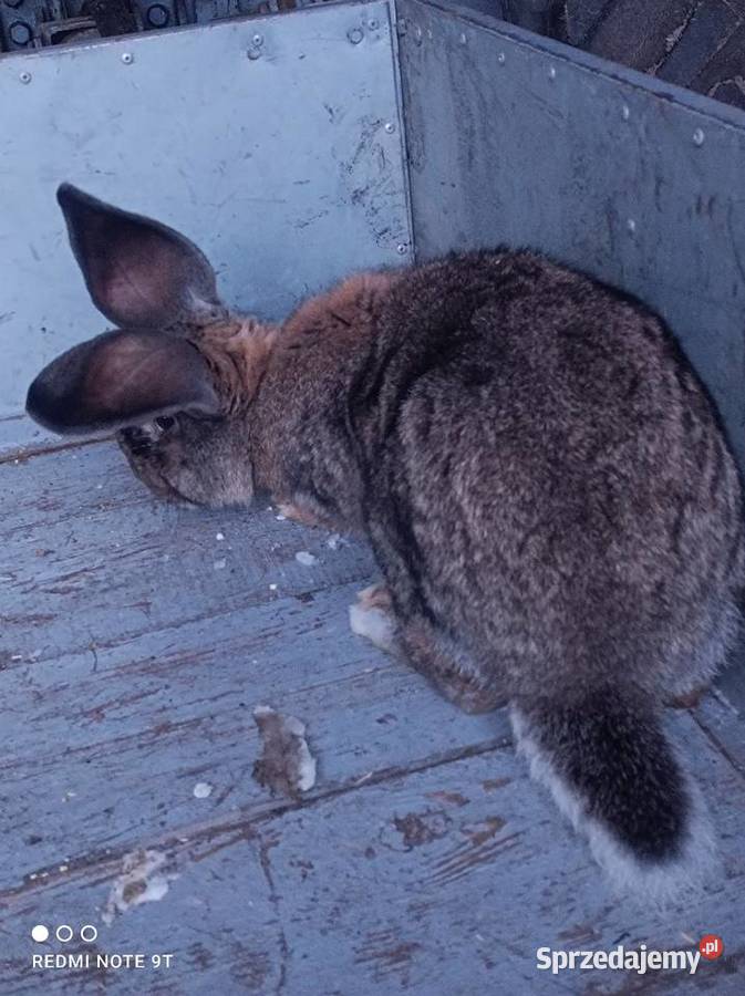 Samczyk Belg Kuczbork-Wieś