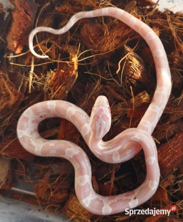 Wąż zbożowy Pantherophis guttatus strawberry śląskie Pisarzowice