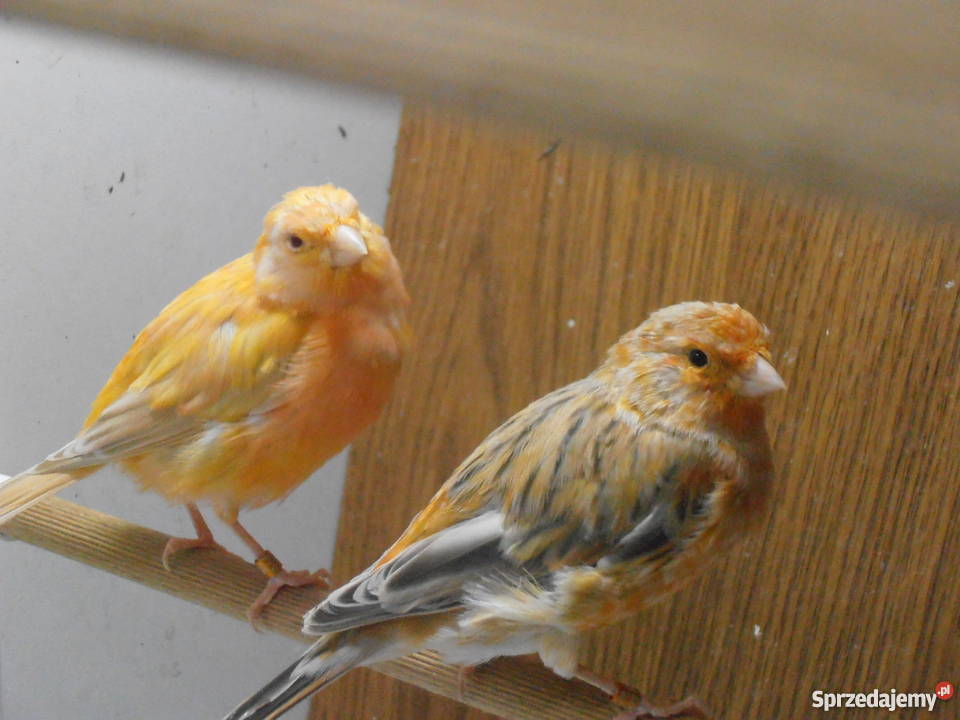 Sprzedam młode kanarki z 2017 roku mazowieckie Warszawa