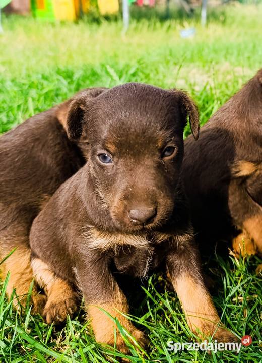 Terier niemiecki czekoladowy szczenięta Sokołów Podlaski