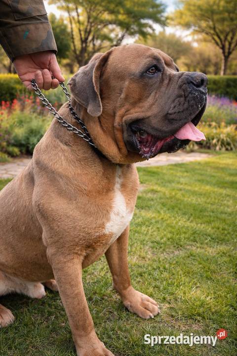 Cane corso szczeniaki Juliopol