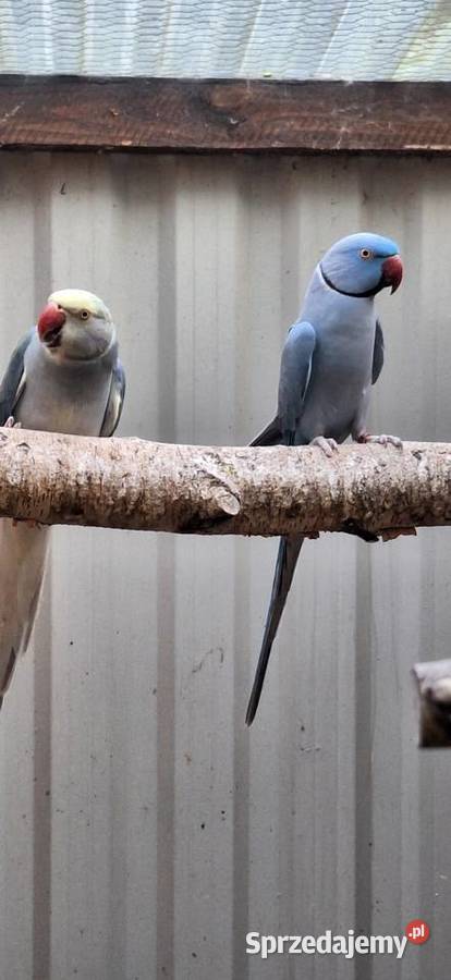 Aleksandretty Obrożne Łańcut