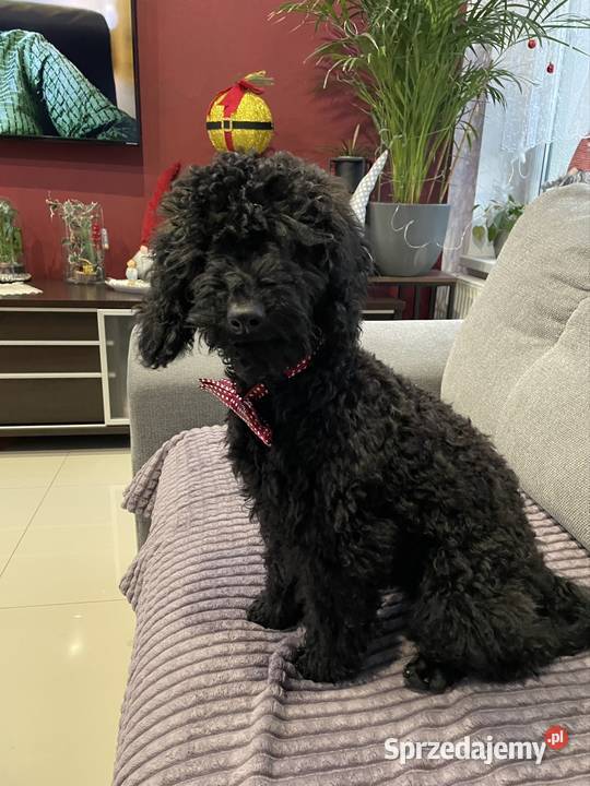 Pudel miniaturowy piesek sprzedam