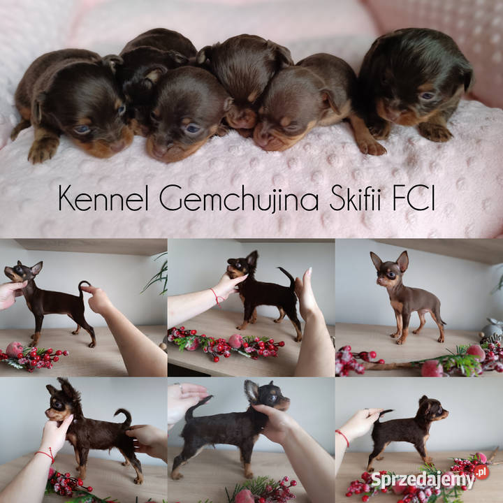 Rosyjski Toy z dokumentami FCI świętokrzyskie Kielce