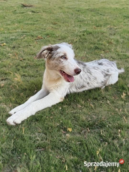 ARES Border Collie o umaszczeniu LILAC MERLE Limanowa