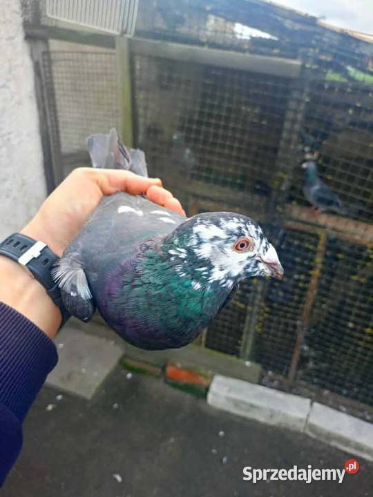 Gołębie pocztowe piękne na obrączkach stałych Plemięta