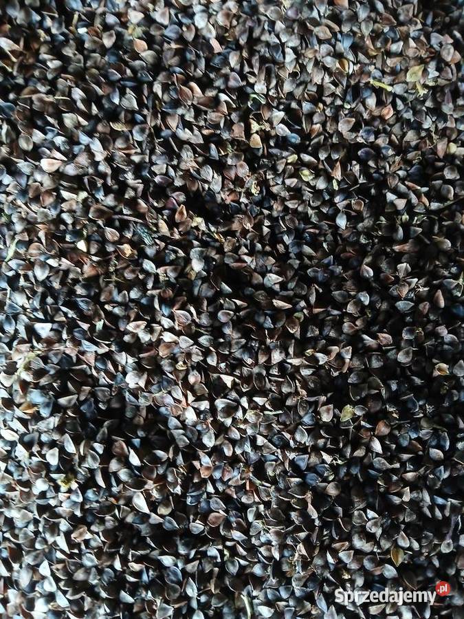 Gryka zbiór 2025 mazowieckie Staroźreby