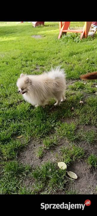 Szpic miniaturowy pomeranian Opole Lubelskie