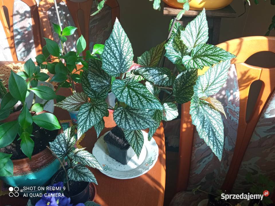 Argenteo guttata Białystok