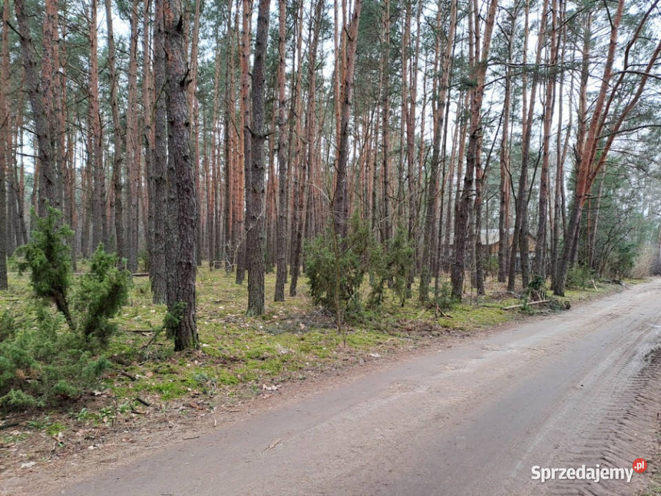 Działka leśna z możliwością zabudowy w MPZP Rynia