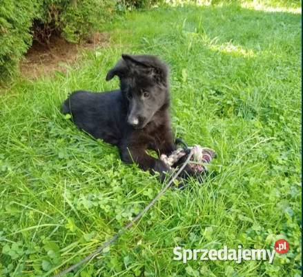 Czarna suczka szczeniak owczarka niemieckiego Oświęcim