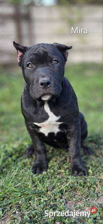 American Bandog American lubelskie Tuczna