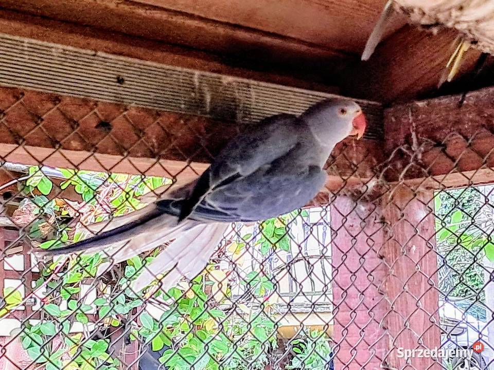 Aleksandretta obrożna Fiolet GO Sieraków