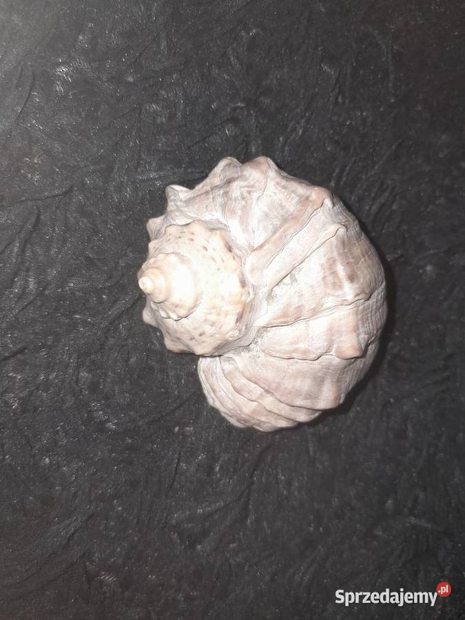 Muszla morska z pieskiem Wieliczka