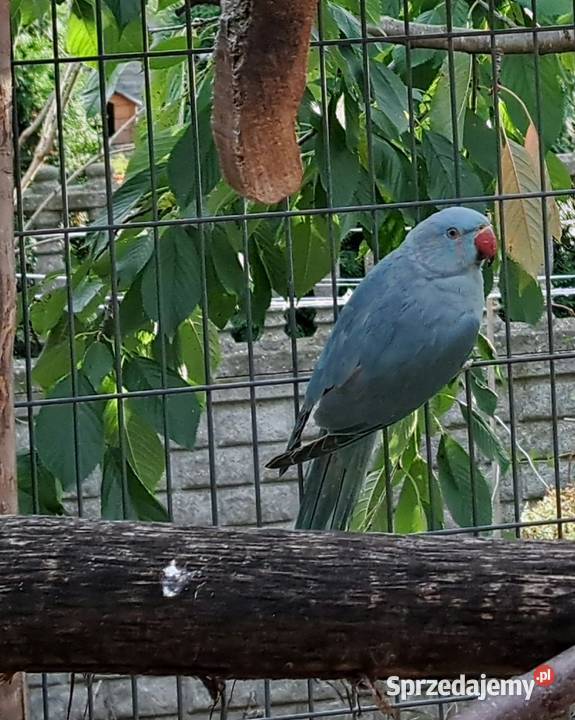 Sprzedam papugi aleksandretty obrożne Czajków sprzedam