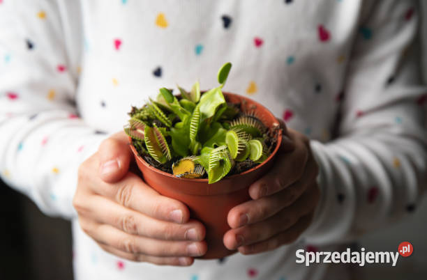 Dionaea muscipula Mięsożerny ekosystem w Twoim Barcin