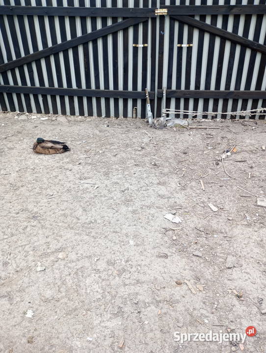 Kaczory Biegusy indyjskie 3 ptaki sprzedam