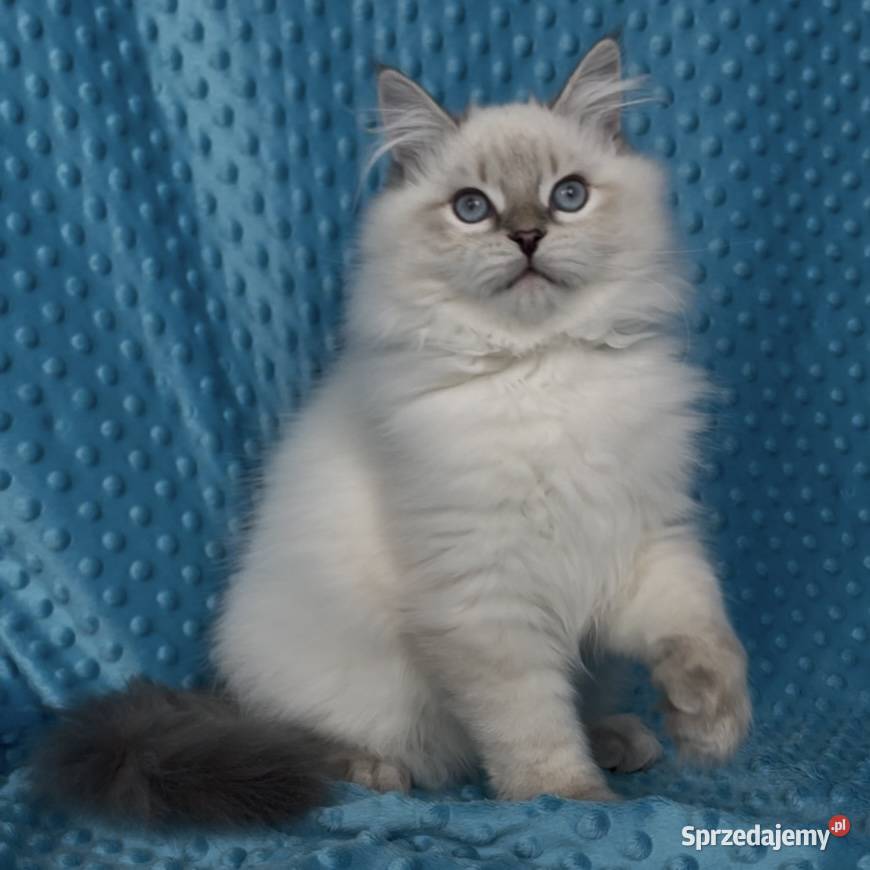 Kociak syberyjski Neva Masquerade Sosnowiec