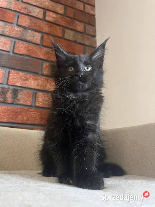 Kotka Maine Coon Lukrecja Szembruk