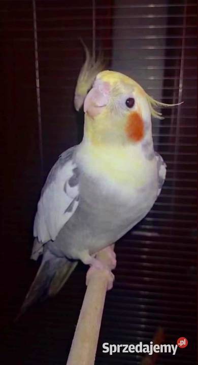 Samiec nimfy młody Grudziądz