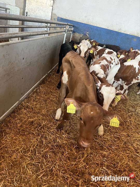 Sprzedam 19 byków Litwa numer do szefa 783073750 Kolno