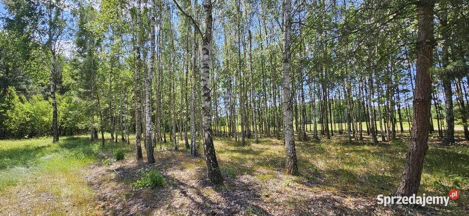 Działka bud 2900 M2 Łukawska Wola WZ ZADRZEWIONA mazowieckie