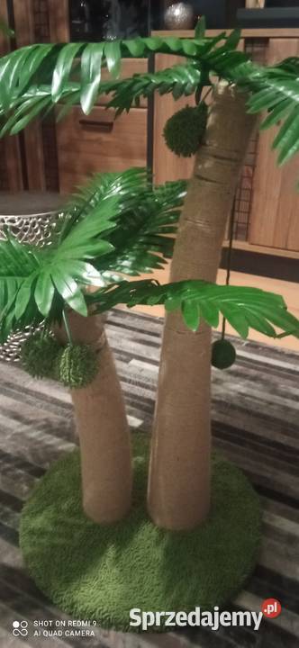 Drapak kota palma tropikalna kokosowa piękny Białystok sprzedam