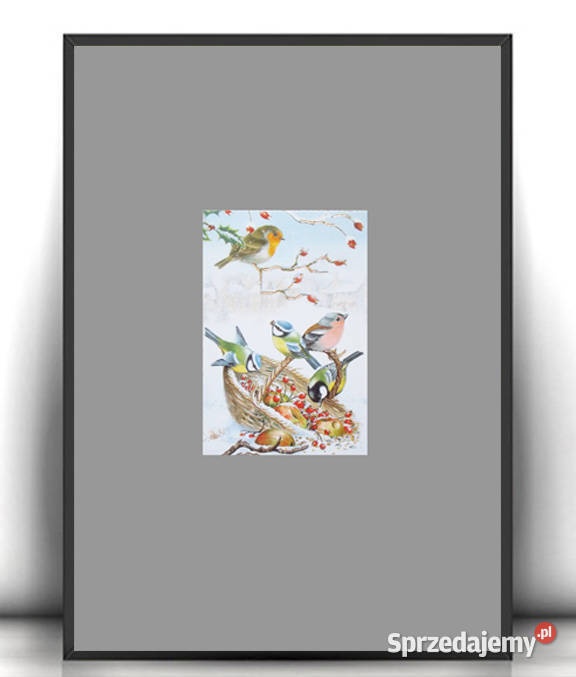 vintage plakat z ptaszkami ptaszki obrazek A4 wielokolorowy Białystok sprzedam