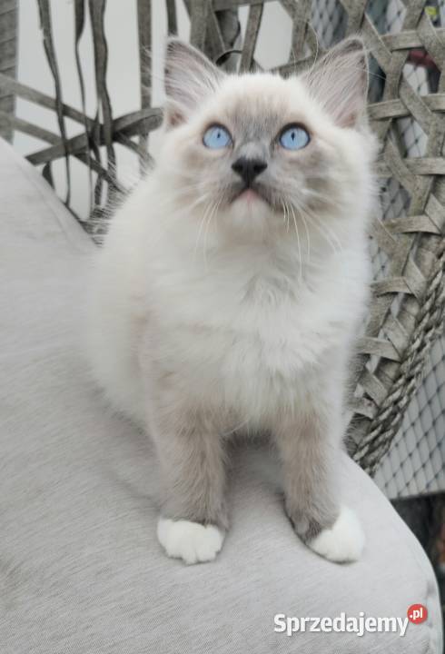 Ragdoll blue mitted