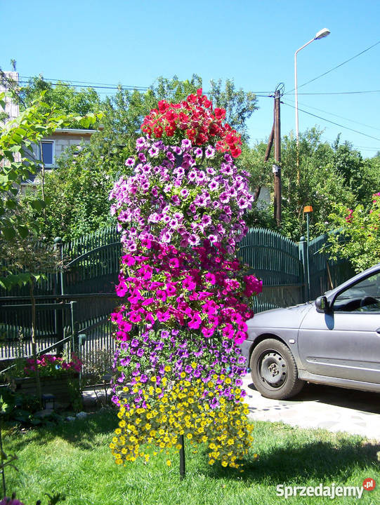 Kwietnik Jelenia Góra sprzedam