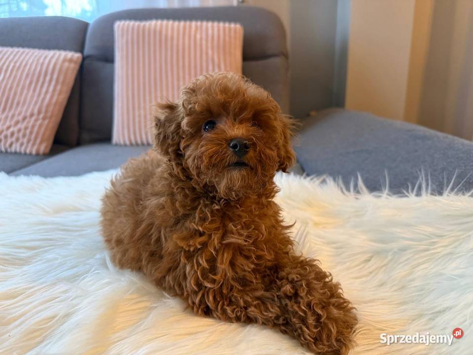 Pudelek Toy Piesek mazowieckie Warszawa