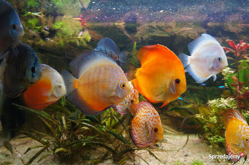 Paletki młode i dorosłe lubelskie Lublin