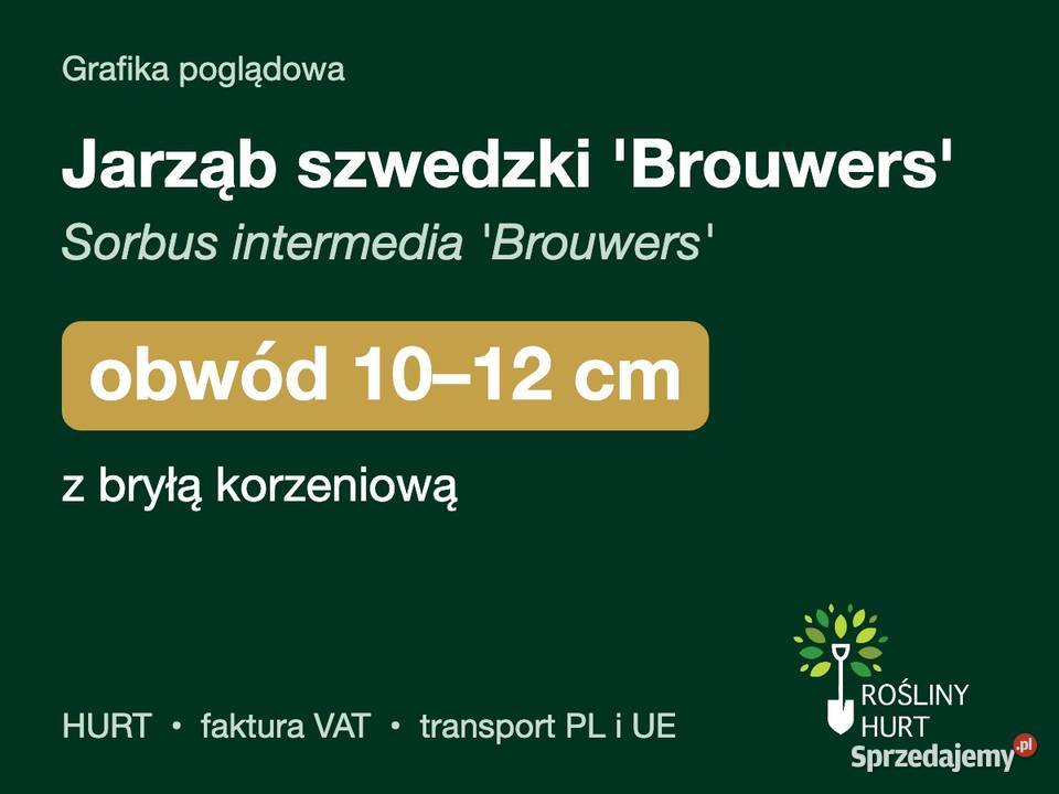 Jarząb szwedzki Brouwers obwód 1012 z bryłą HURT