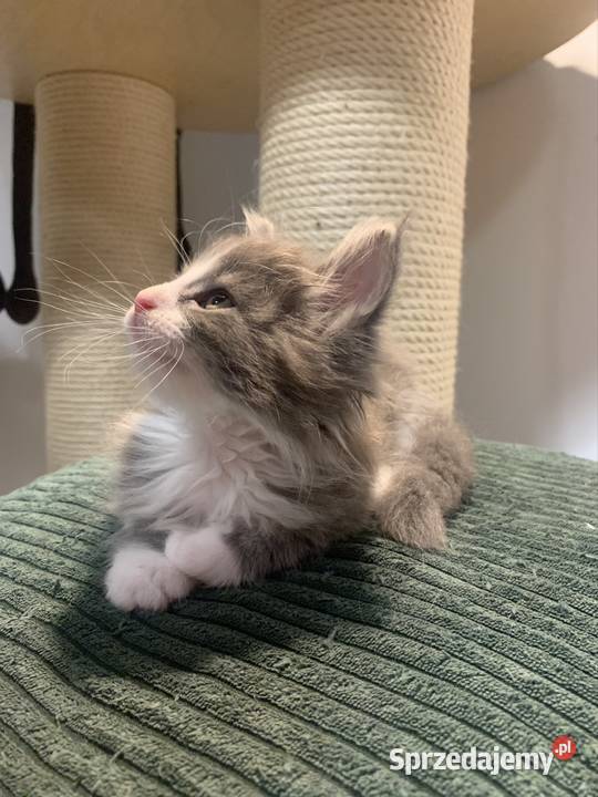 Maine Coon Srebny z białym klasycznie pręgowany Warszawa