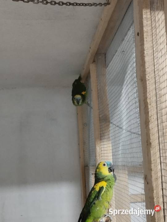 Amazonki niebieskoczelne Busko-Zdrój