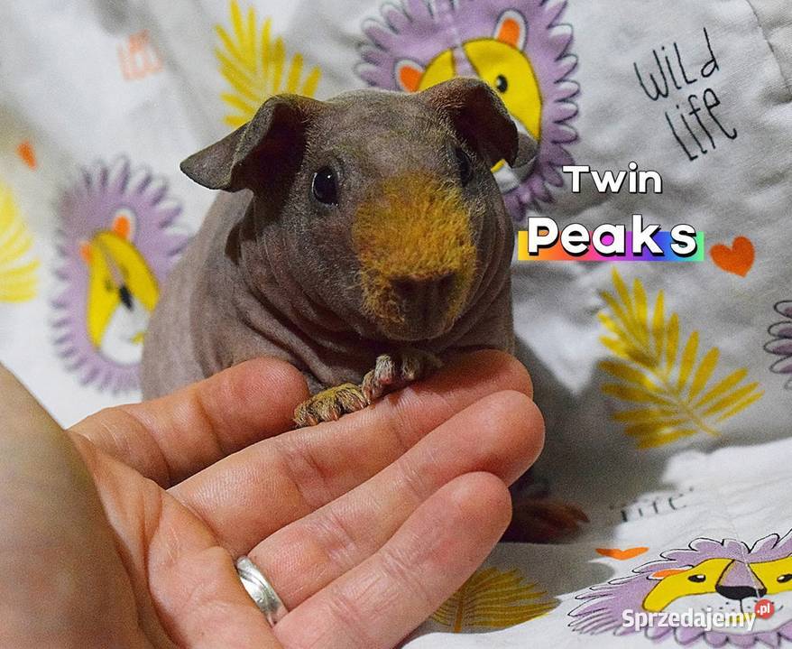 Świnka morska świnka skinny Rasowa rodowód