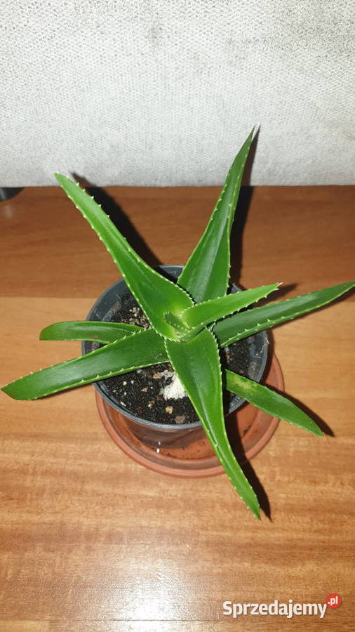 Aloes zielony sukulent Warszawa