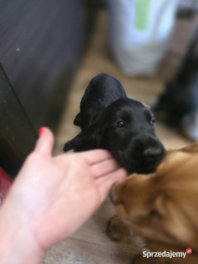Cocker spaniel angielski pieski i sunie wielkopolskie sprzedam