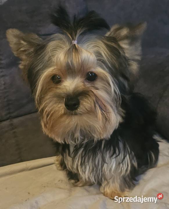 York Yorkshire Terrier Częstochowa