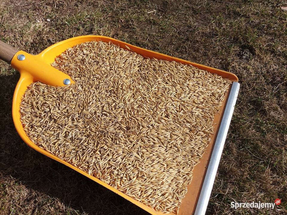 Owies Bingo ładny skoszony przed deszczami Okręglica sprzedam