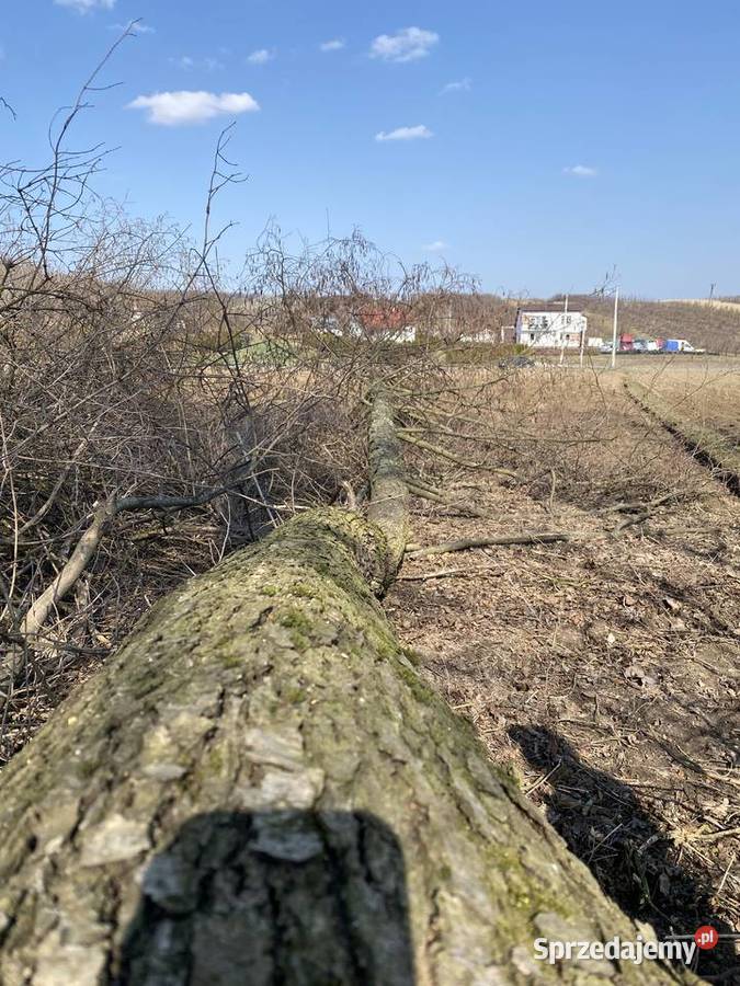 Olcha czarnacałe drzewa sprzedam Samborzec
