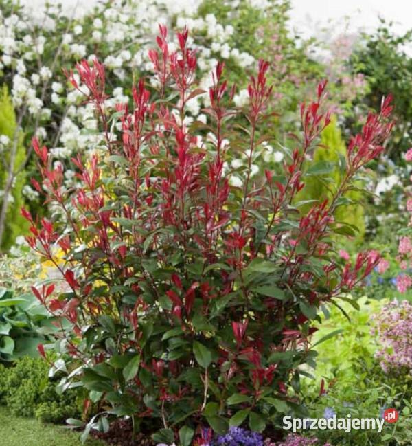 GŁOGOWNIK FRASERA Carre Rouge sadzonki w Ustronie