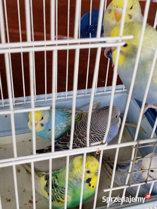 Sprzedam papugi faliste Mechlin
